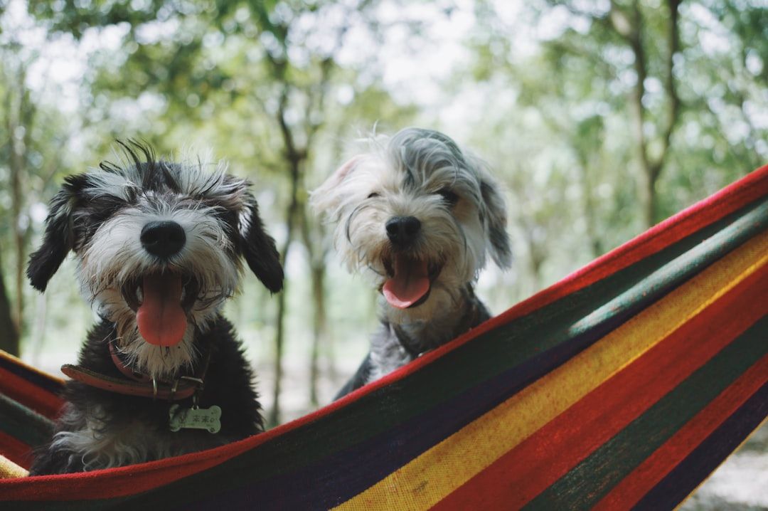 Photo Pet carrier