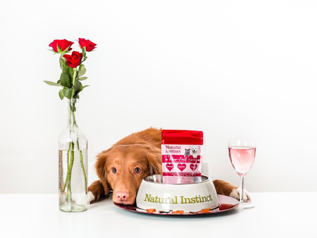 Photo Dog food