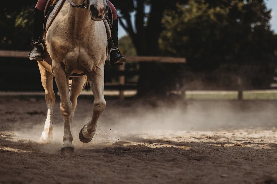 Photo Horseback riding
