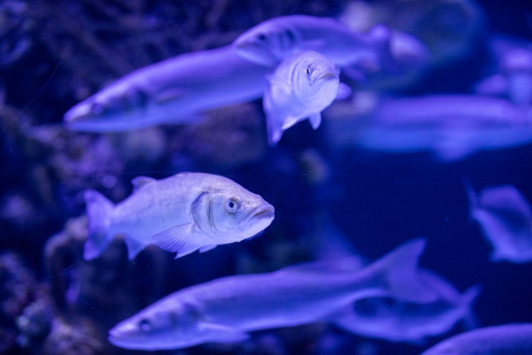 Photo Tropical fish tank
