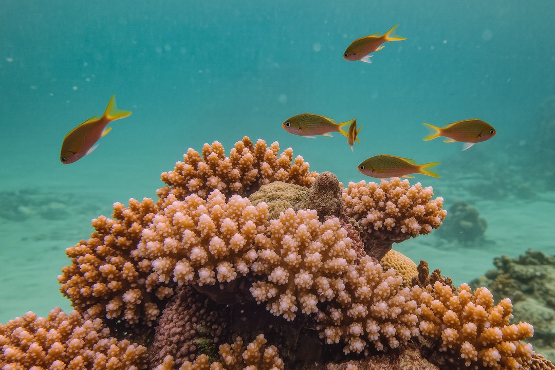 Photo Underwater camera