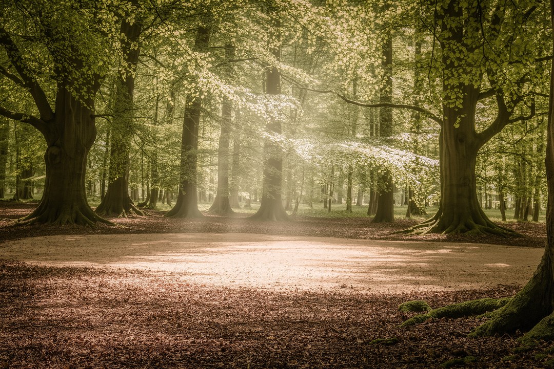 Photo Forest therapy