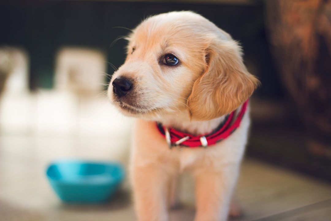 Photo Pet playpen