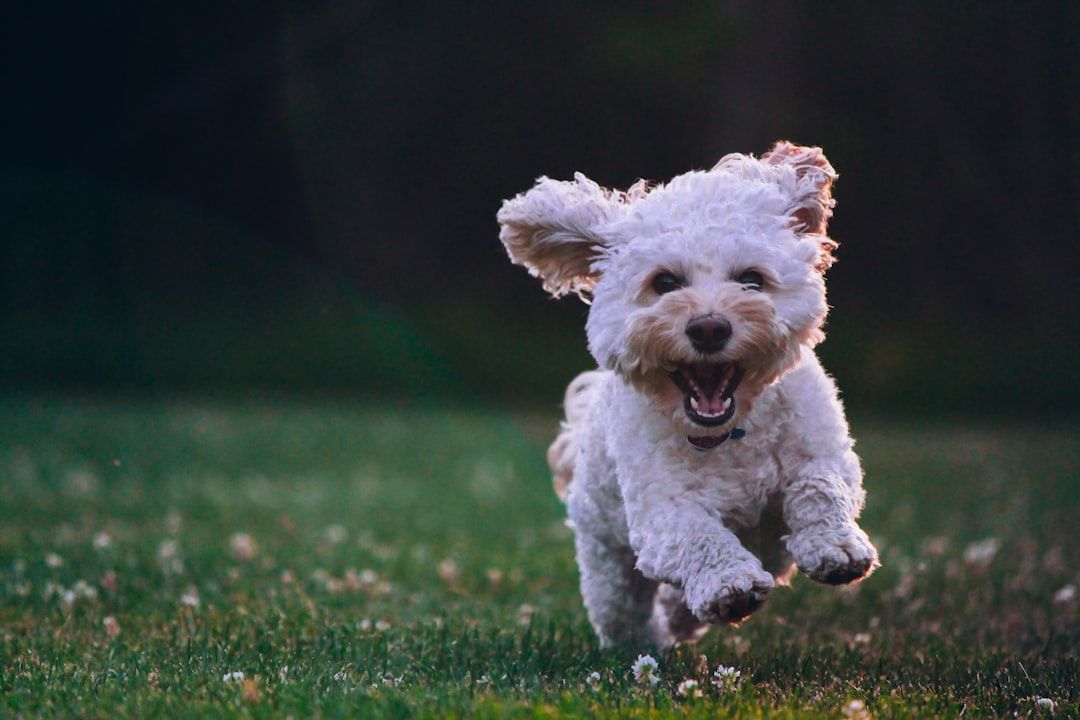 Photo Dog agility
