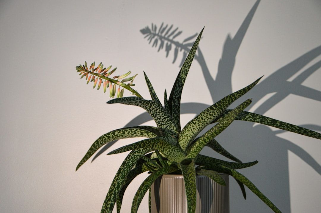 Photo Aloe vera