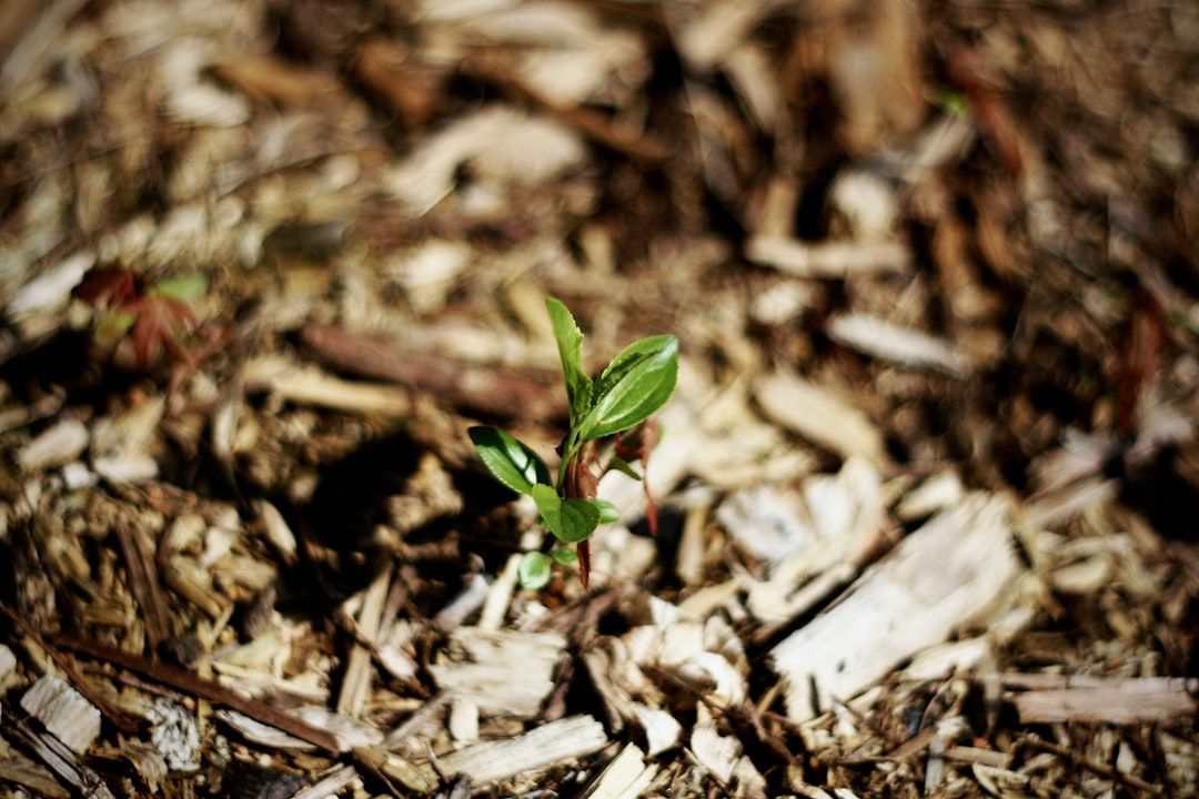 Photo Seedling tray