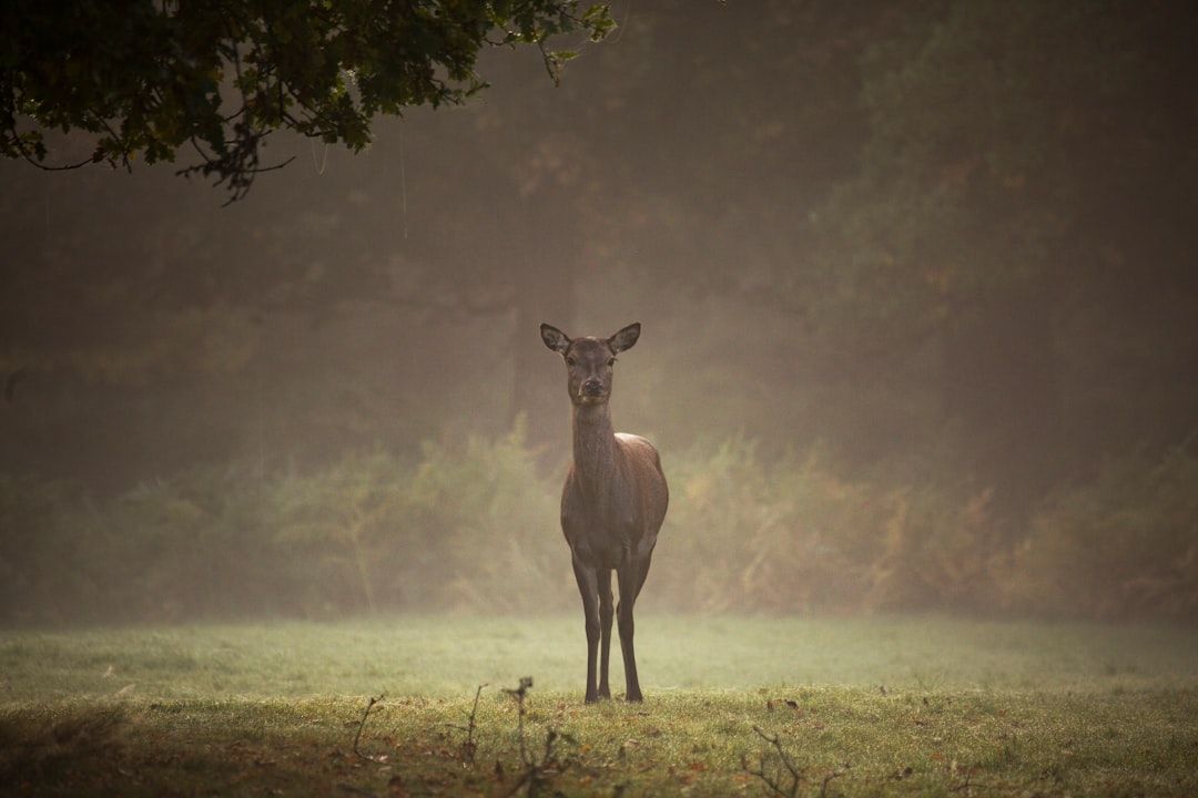 Photo Wildlife encounter