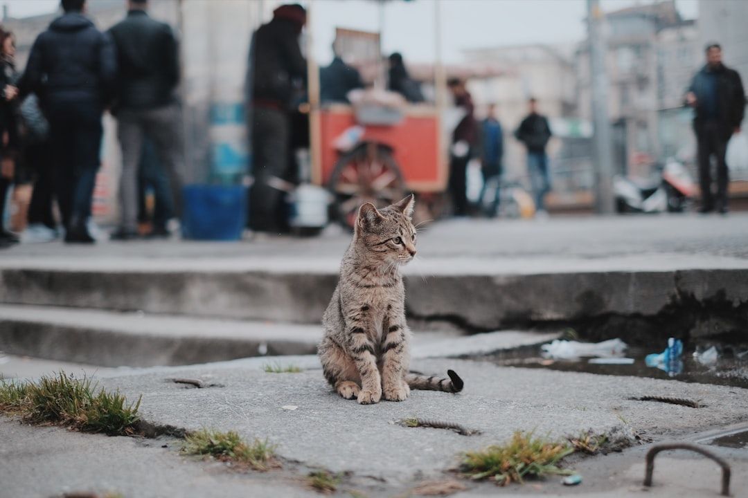 Photo Sick cat