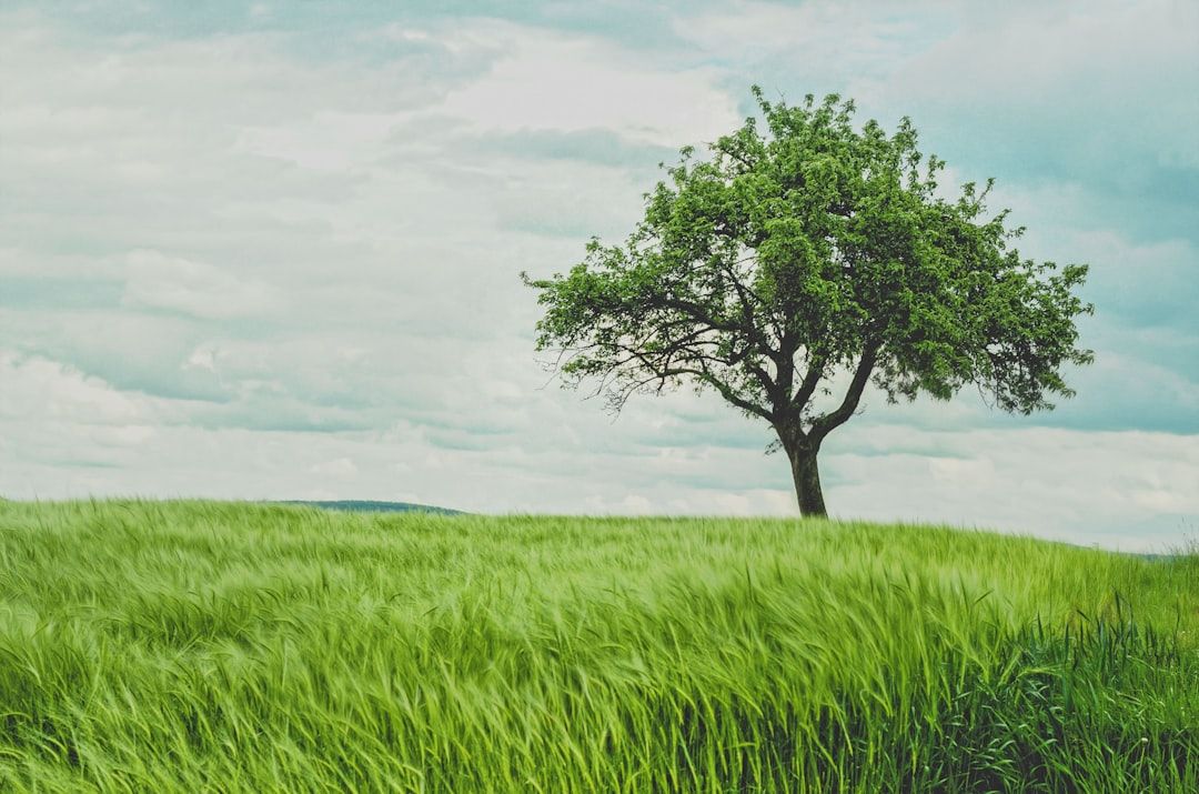 Photo Tree planting
