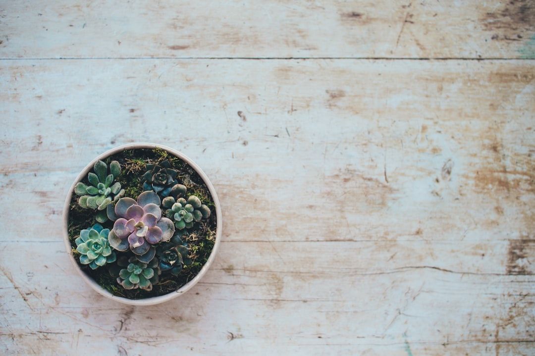Photo Plant-based protein shake