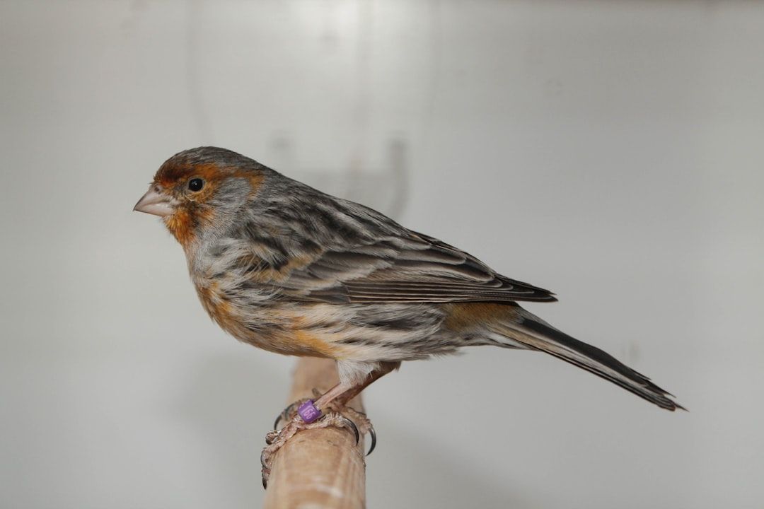 Photo Bird cage
